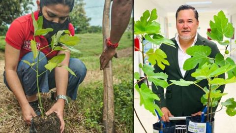 Plantar un árbol, nuevo requisito para obtener título profesional en Tamaulipas