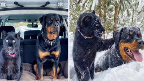 Mujer rescata a una pantera y se convierte en el mejor amigo de su Rottweiler