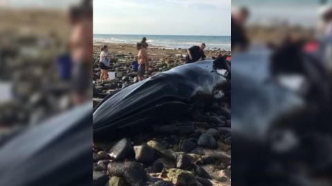 📹 VIDEO: Rescatan a ballena varada entre rocas en Puerto Peñasco