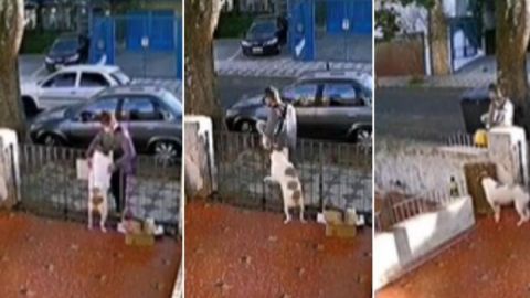 📹 VIDEO: Ladrón engaña a perro acariciándolo para robarle su suéter