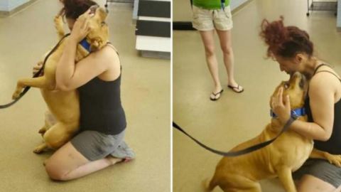 Mujer encontró al perro que perdió hace dos años; estuvo buscando mascota nueva