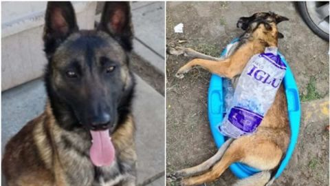 Denuncian a policía que habría matado a patadas al perrito ''Astro''
