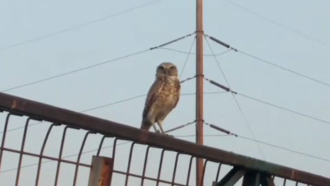 📹 VIDEO: Se dejan ver búhos bebés en Zona de Otay de Tijuana