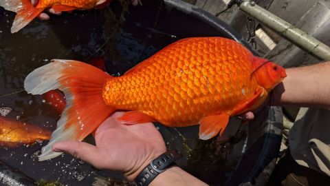 Alerta por abandono de peces goldfish en lagos de EUA; se convierten en plaga