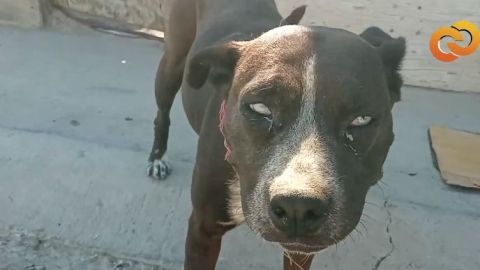📹 VIDEO: La difícil vida de un perro en Tijuana