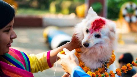 En Nepal veneran a los perros y se les trata como dioses por un día