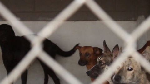 Video: Ya no más ''dormir'' a las mascotas; ahora promueven adopción
