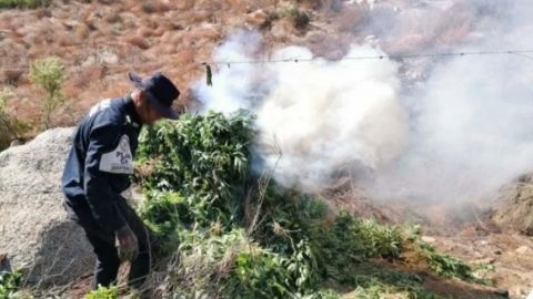 Sedena destruyó dos plantíos de marihuana