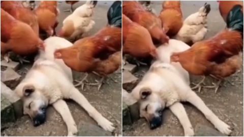 ¡RELAJACIÓN TOTAL! Gallos y gallinas realizan suave masaje a perrito