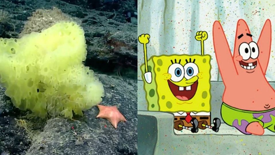 Encuentran a Bob Esponja y a Patricio Estrella en la vida real 😱