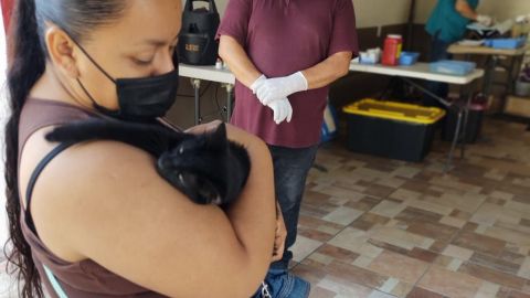 Promueven esterilización animal en Tijuana