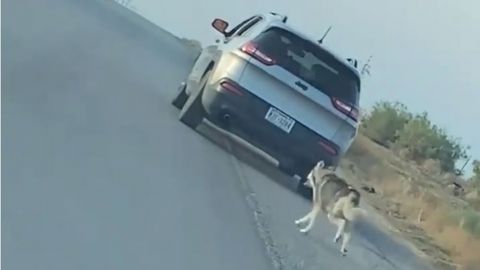 Detienen a hombre tras abandonar a su perro husky en carretera de Texas