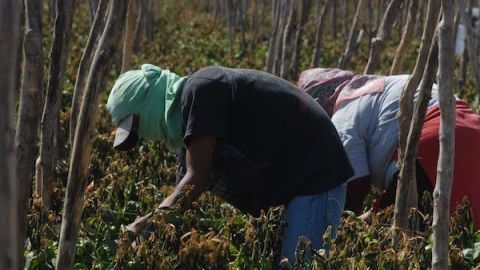 Se recrudece explotación laboral agrícola en BC