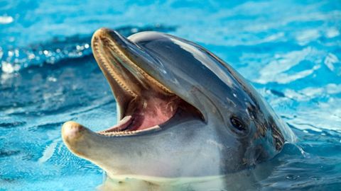 Denuncian maltrato a delfines en México; les quitan la comida en entrenamientos