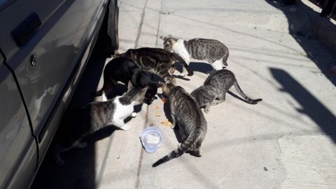 Rescatan a gatitos que eran maltratados en la colonia Guaycura