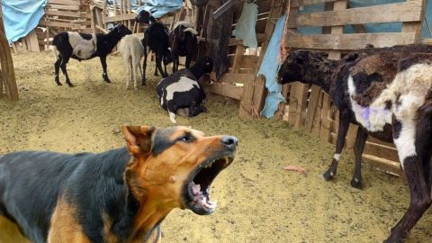 Perros frustran cuarto ataque del mata cabras en Durango; había matado 50 chivos