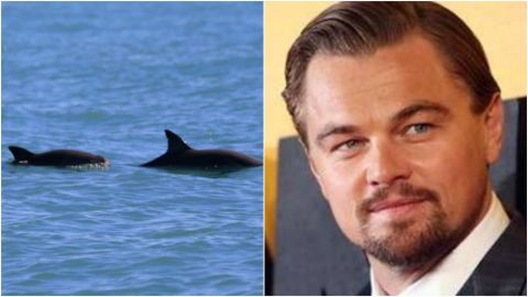 Leonardo DiCaprio señala descuido de Gobierno ante protección de vaquita marina