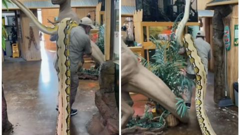 📹 VIDEO: Hombre pasea en sus hombros a anaconda gigante de 7 metros