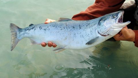 Salmones mueren en Noruega por filtración de cloro en agua