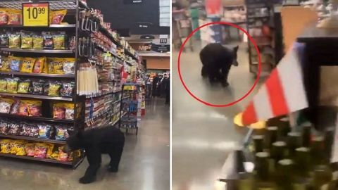 VIDEO: Captan a oso caminando por los pasillos de un supermercado en Los Ángeles
