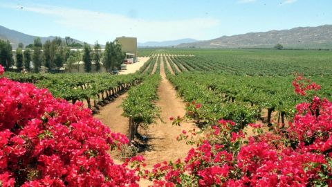 Valle de Guadalupe entre las 10 mejores regiones vitivinícolas