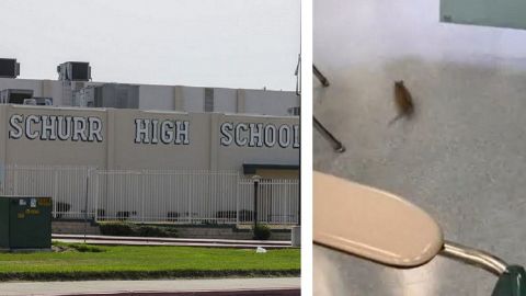 Por plaga de ratas, retrasan regreso a clases en escuela de California