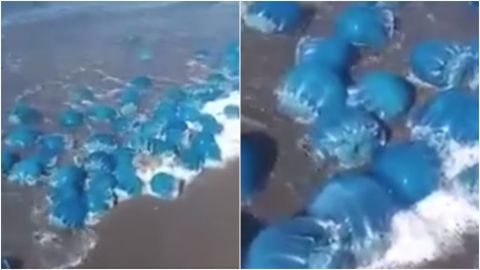 📹 VIDEO: Reportan aparición de medusas azules muertas en costas de La Paz, BCS