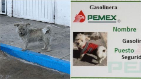 Gasolin, el famoso perro y empleado de una gasolinera en Tecate