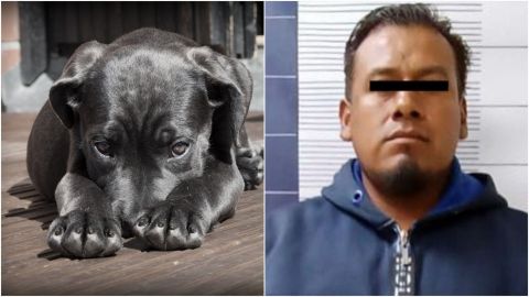 Hombre mató a machetazos a perro porque lo vio hacer del baño en la vía pública