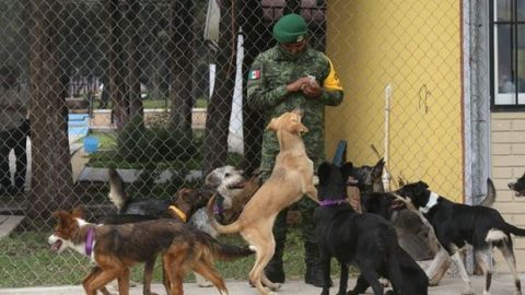 'Perritos de Santa Lucía', el refugio del Ejército; cerca del aeropuerto de CDMX