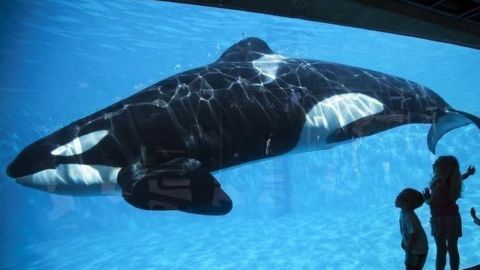 Captan a orca que lleva 40 años en cautiverio azotándose contra el cristal