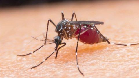 Reportan primer caso positivo del virus Nilo Occidental en San Diego
