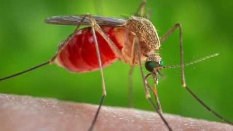 ⚠ Emiten recomendaciones para protegerse del virus Nilo Occidental ⚠