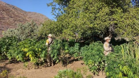 Mas plantíos de marihuana en Ensenada