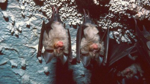 Científicos descubren virus similar al del covid-19 en murciélagos de Laos