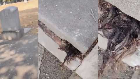 📹 VIDEO: Un hombre encontró pelo humano saliendo de una tumba