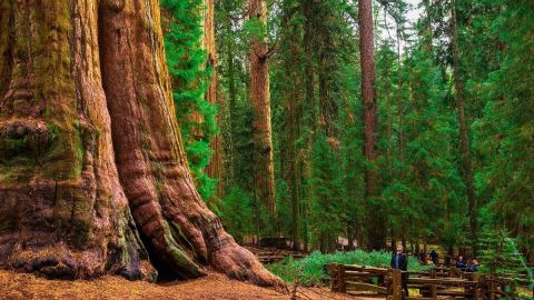 Envuelven el árbol más grande del mundo para protegerlo de los incendios