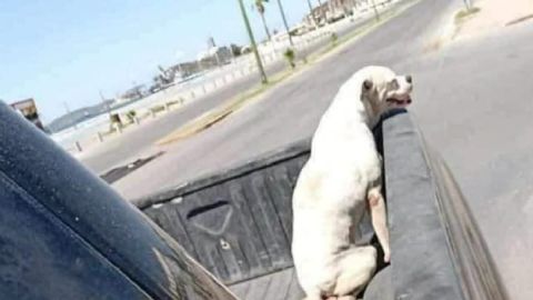 Perrito con cáncer da último paseo antes de morir; foto se hace viral