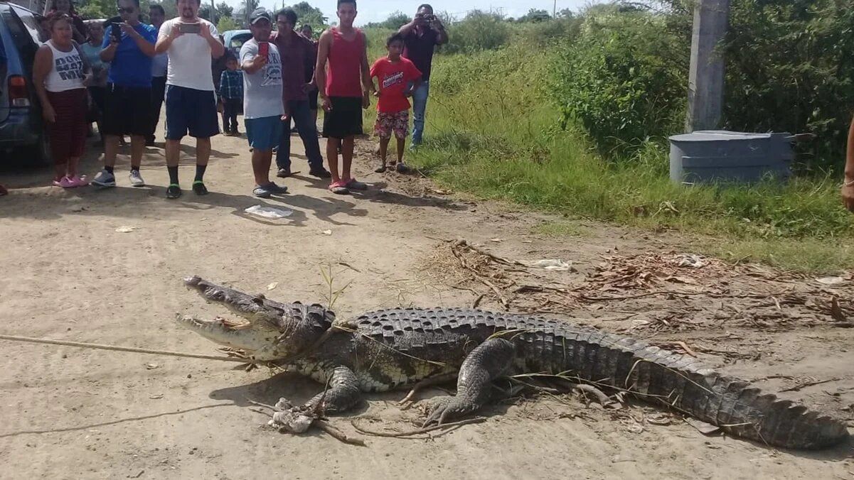 Capturan enorme cocodrilo cerca de viviendas; usaron retroexcavadora