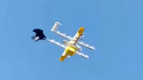 Video: Cuervo ataca a dron repartidor de café en Australia