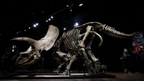 Los restos del mayor triceratops conocido se venden por 6,65 millones de euros