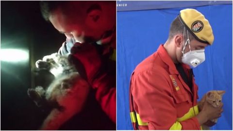 Rescatista adopta a gato que salvó del volcán de La Palma