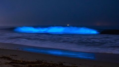 La bioluminiscencia regresa a las playas de California