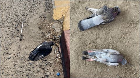 📹 VIDEO: Matan palomas en estacionamiento de Otay