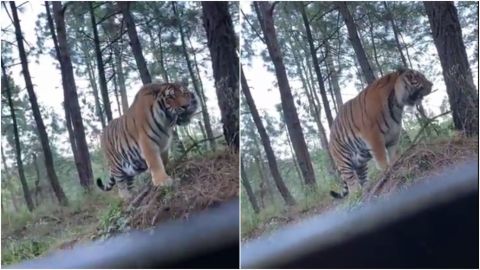 📹 VIDEO: Causa terror tigre deambulando en campos de Jalisco