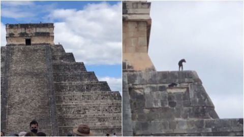 📹 VIDEO: Perrito contempla el paisaje desde la cima de Chichen Itzá