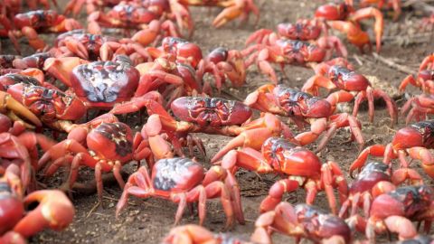 Apareamiento sigiloso: cangrejos atascan el tráfico en Isla de Navidad