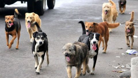 Aumenta adopción de mascotas en pandemia