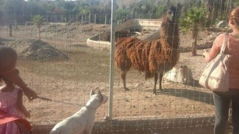 Buscan evitar maltrato a animales del parque Morelos