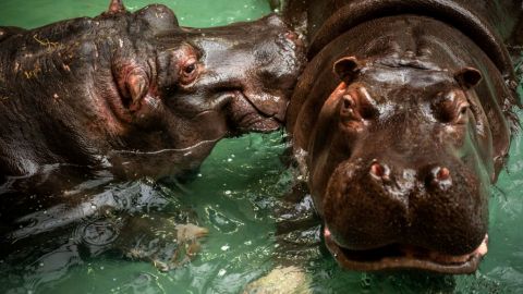 Hipopótamos dan positivo a COVID-19 en zoológico; primeros en su especie